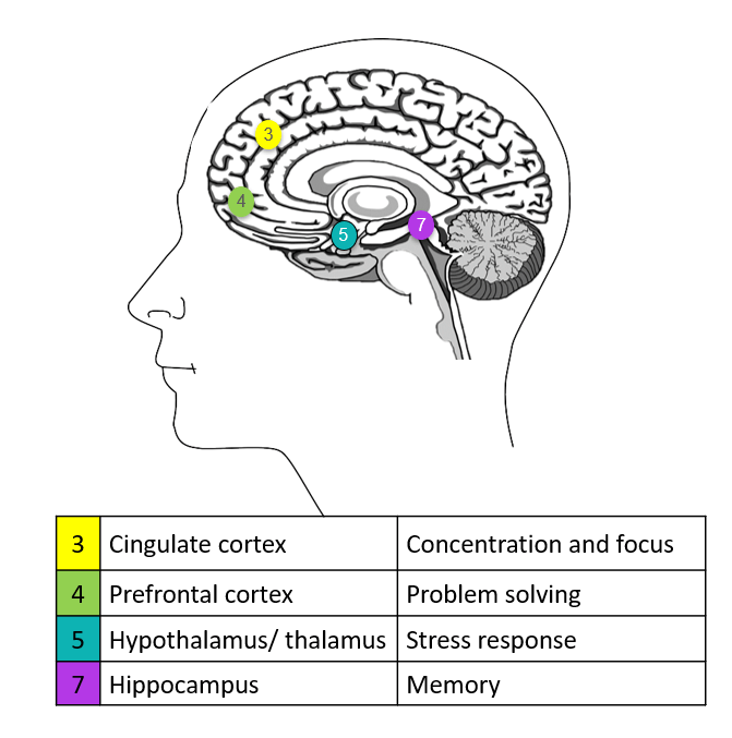 Pain and Cognition Toronto Academic Pain Medicine Institute (TAPMI)